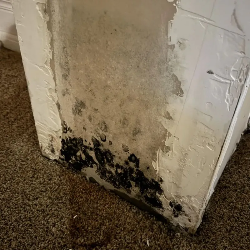 Professional Mold Removal in Lenoir, NC